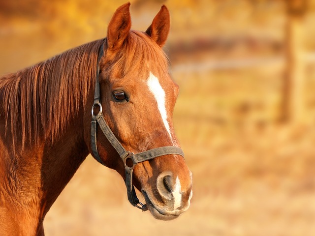 Van paardenrassen en verzorging tot sport en gezondheid: een volledige reis door de paardenwereld