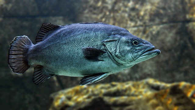 Onderdompeling in de onderwaterwereld: soorten vissen, het houden van vissen, hun rol in het ecosysteem en de impact van visserij en aquacultuur
