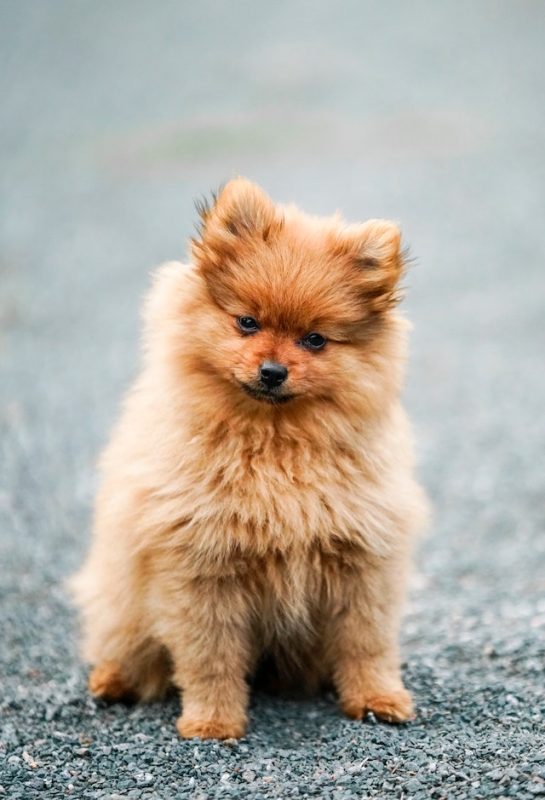 hond