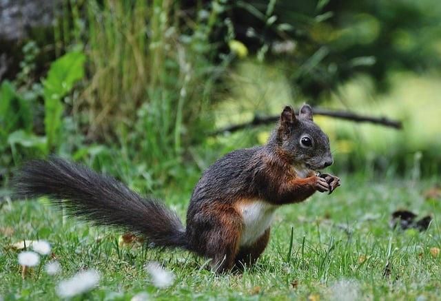 Ontdek het plezier van dieren met animalfun.be
